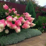 Hydrangea paniculata pinky winky: opis, veličine, recenzije i fotografije